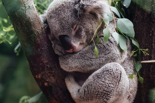 Working together for koalas – a message from our ethics team