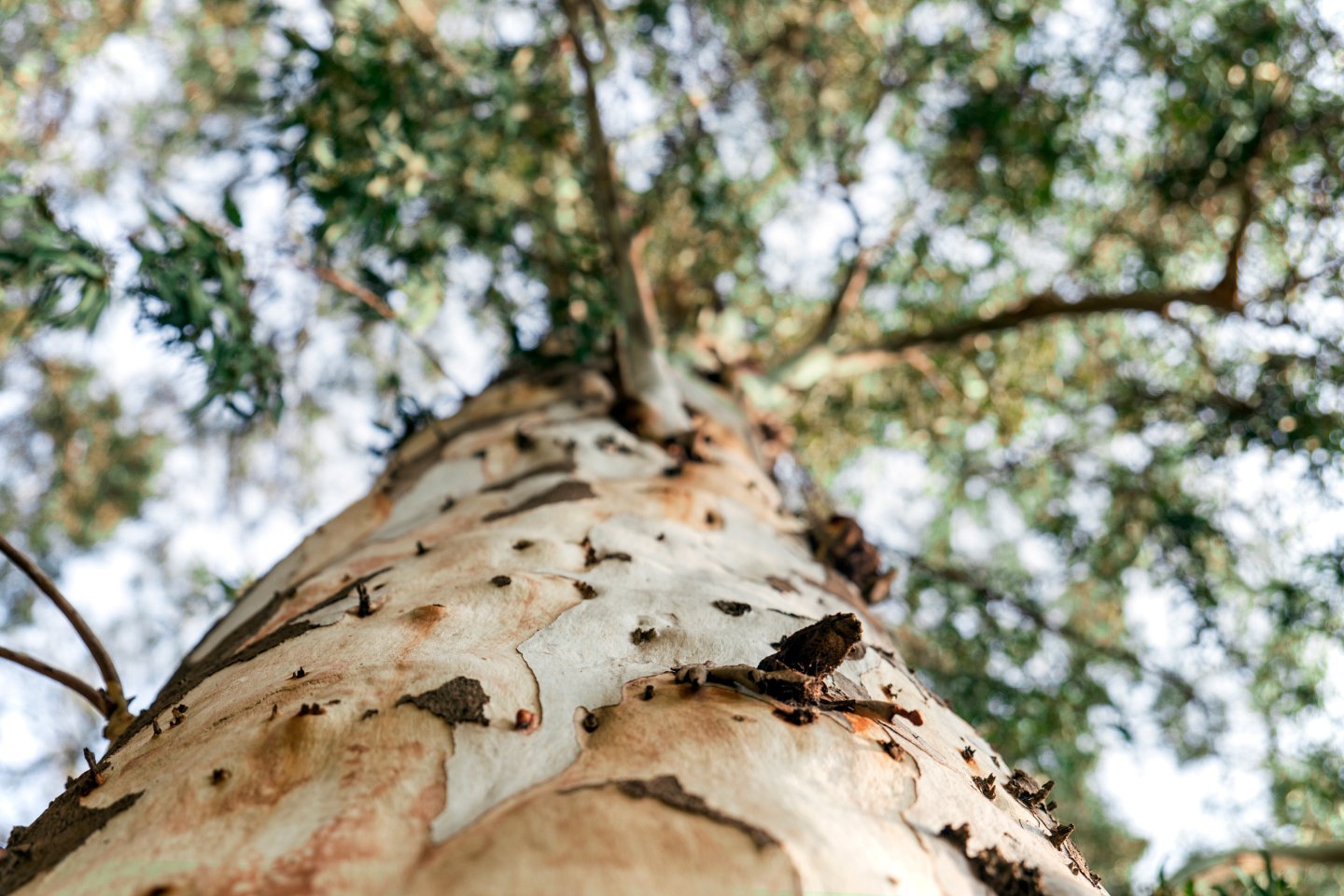 Australian tree indicating growth