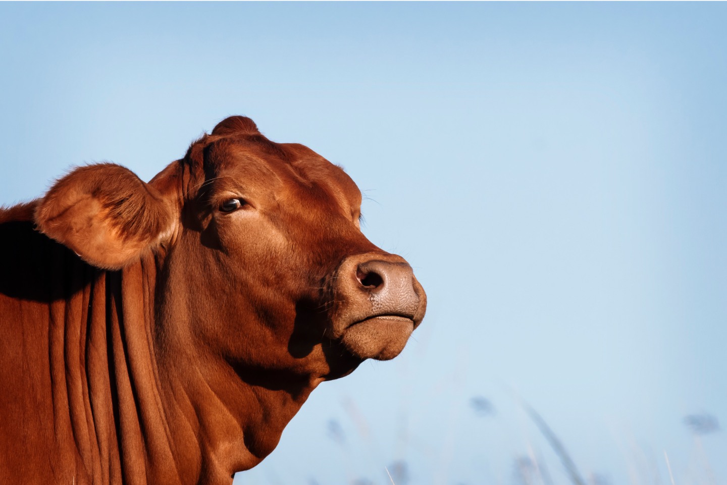 Cattle showing how livestock farming contributes to deforestation