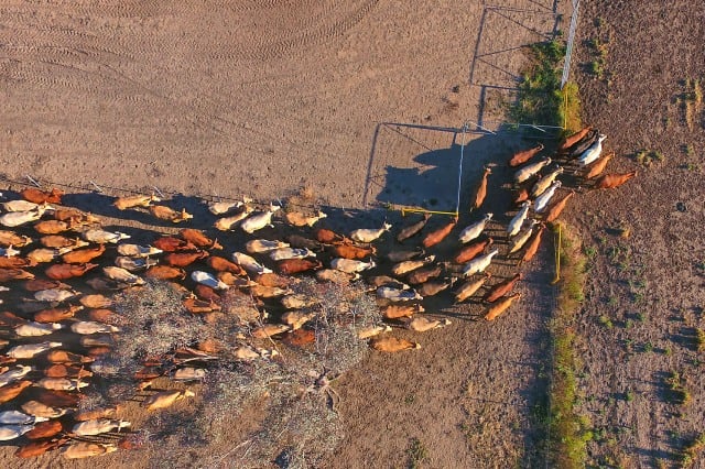 stop-deforestation_Hero-Mobile-1732598619930.jpg